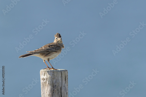 Skylark Alauda arvensis in close view in Bretagne, France photo