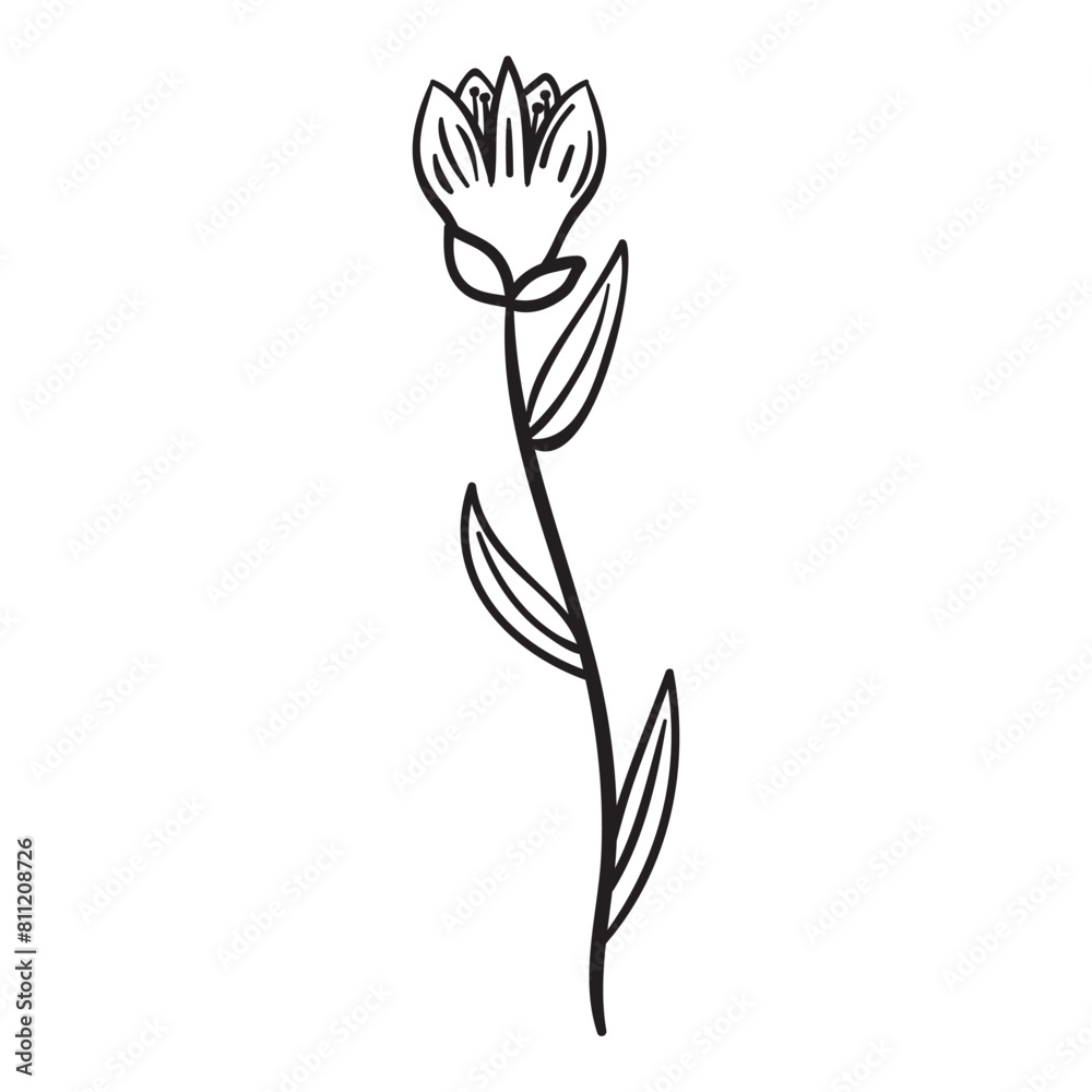 Obraz premium Wildflowers, Floral, Wildflower, flower sketch, Wildflowers, Bouquet, minimalist bouquet, botanical, field plants, floral leaves, branches