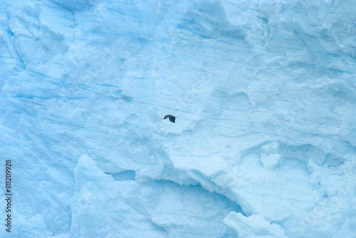 Bald Eagle Soaring Over Glacier Bay Ice
