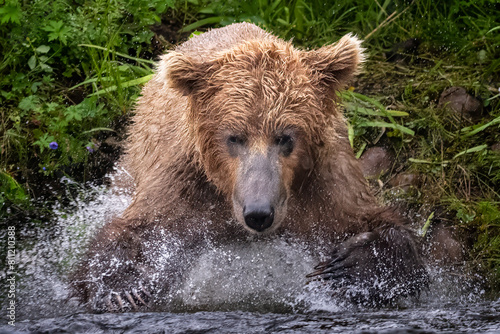 Coastal Brown Bear