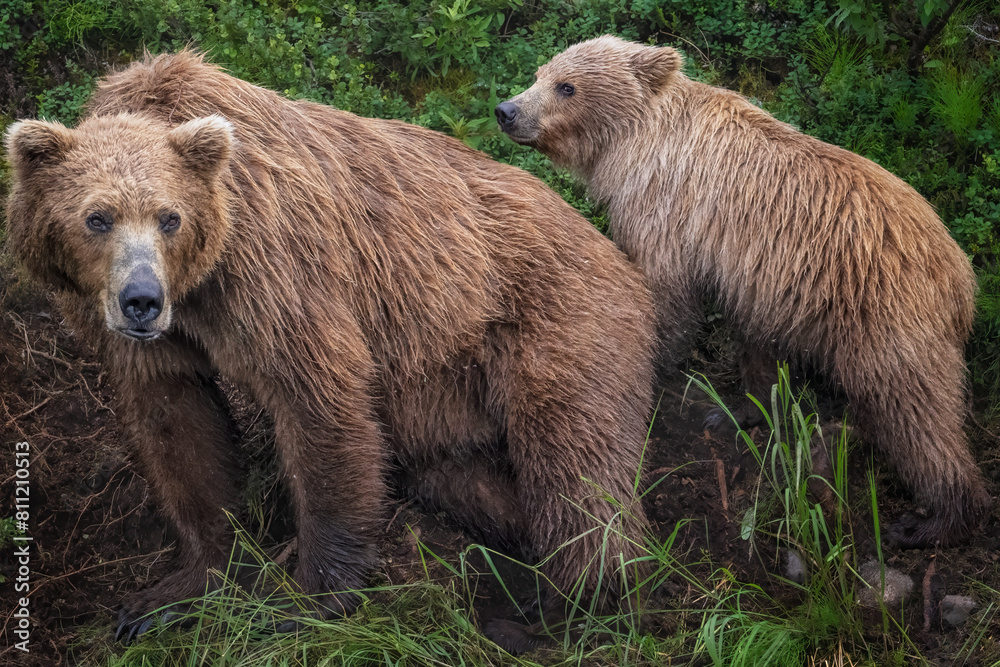 Obraz premium Bear with Cub