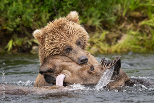 Bear Takes Down Moose