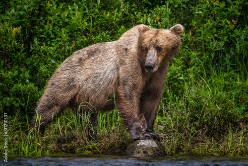 Coastal Brown Bear