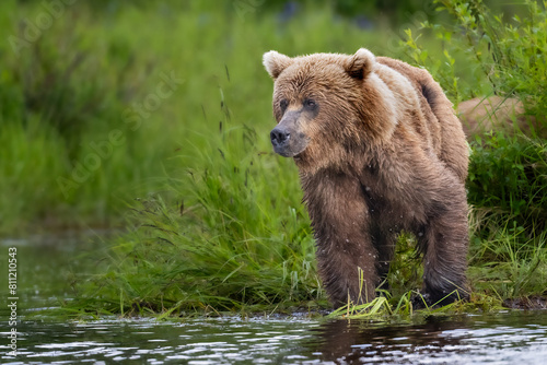 Coastal Brown Bear