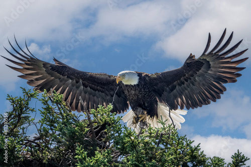 Eagal Returning to Nest