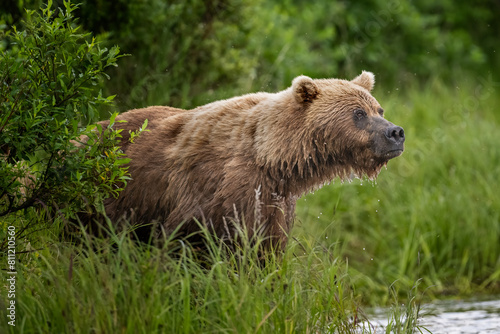 Coastal Brown Bear Fishing 