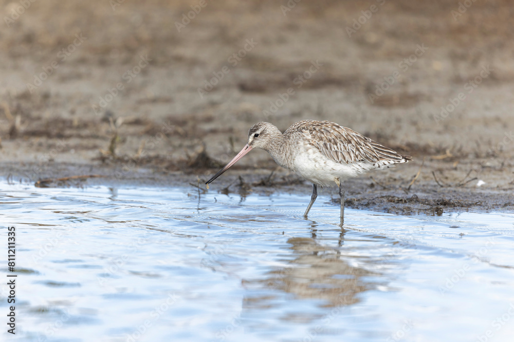 Bar-tailed Godwit Limosa lapponica in a swamp in northern Brittany Bar-tailed Godwit Limosa lapponica in a swamp in northern Brittany
