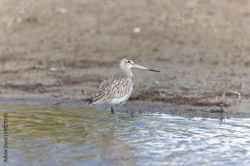 Bar-tailed Godwit Limosa lapponica in a swamp in northern Brittany © denis