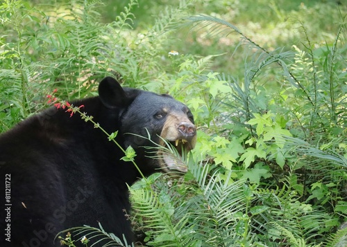 Florida Black Bear Munching on some Greens