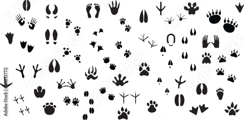 Animals paw prints. Cartoon mammal footprints, black bird foot. Wild animal feet silhouette.