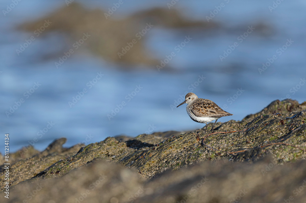 Dunlin Calidris alpina walking on a sandy beach on low tide in Brittany in France