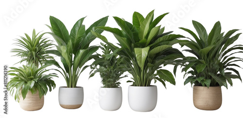 Set of indoor plant in a white pot on isolated background