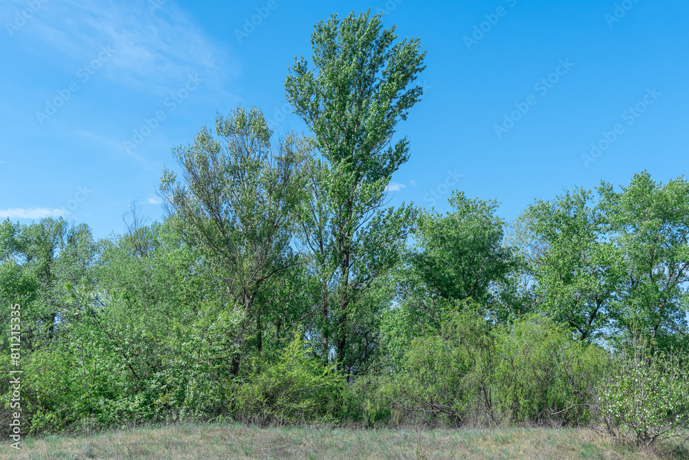Deciduous forest of trees and shrubs. Undergrowth or summer green by two rows tree poplar and bush willow and herbaceous cover. Woodland walk is lush undergrowth with ecosystem. Forest scape. Deciduous forest of trees and shrubs. Undergrowth or summer green by two rows tree poplar and bush willow and herbaceous cover. Woodland walk is lush undergrowth with ecosystem. Forest scape.