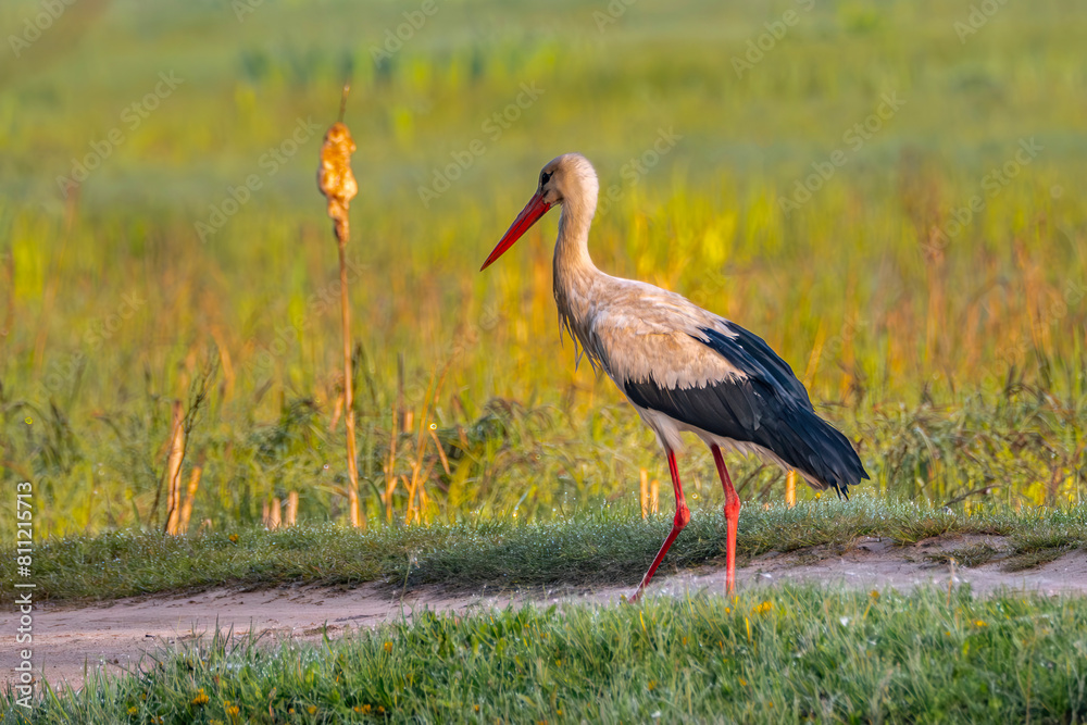 Fototapeta premium White stork walking on the grass
