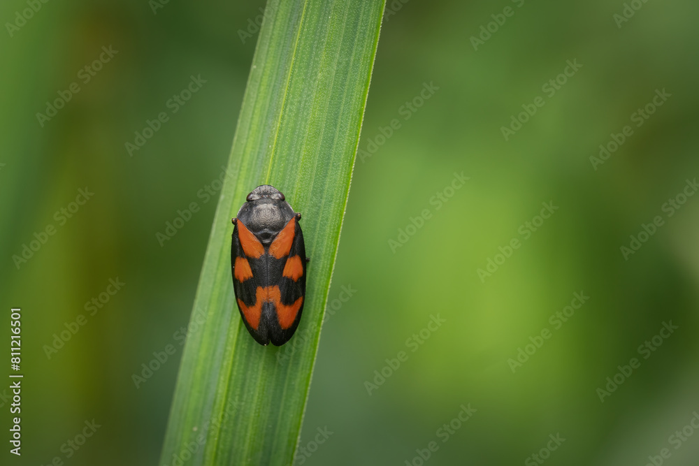 red and black leafhopper (cercopis vulnerata) on green leaf, belgium red and black leafhopper (cercopis vulnerata) on green leaf, belgium
