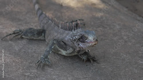 A marine iguana lies on the asphalt and looks at a person