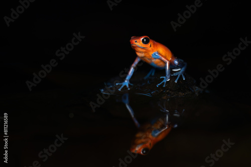 strawberry poison-dart frog, costa rica photo