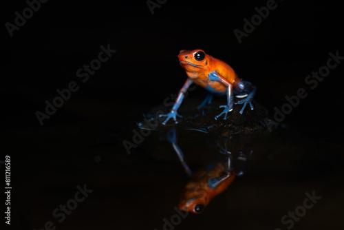Obraz na plátně Strawberry poison-dart frog (Dendrobates pumilio), costa rica
