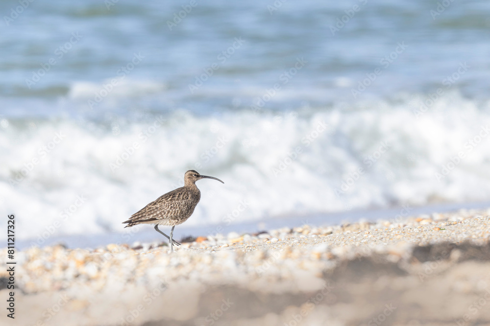 Eurasian Whimbrel Numenius phaeopus on rocky seashore in Brittany Eurasian Whimbrel Numenius phaeopus on rocky seashore in Brittany