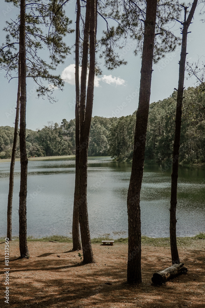 Serene lakeside landscape featuring tall pine trees casting shadows on the ground, with a tranquil water body and forested background. Serene lakeside landscape featuring tall pine trees casting shadows on the ground, with a tranquil water body and forested background.