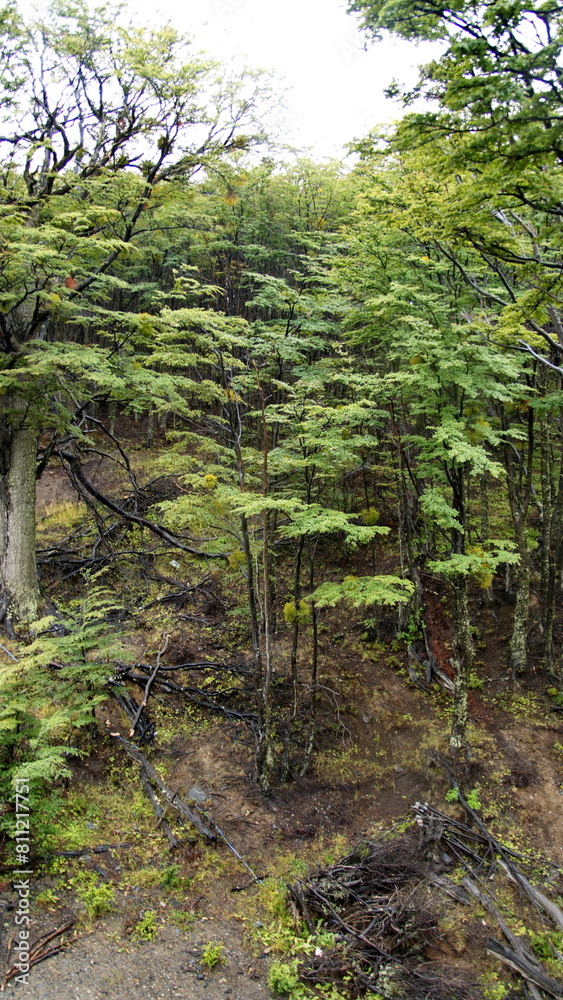 Temperate forest on the edge of town in Ushuaia, Argentina