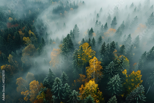 aerial view of mystical forest shrouded in thick morning fog, autumn landscape