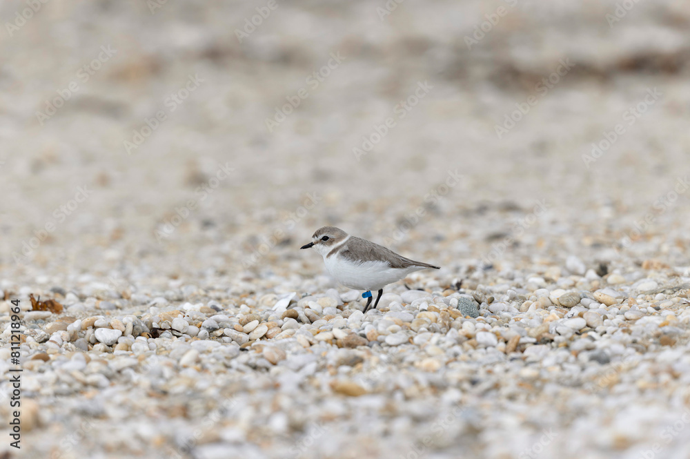 Kentish Plover Anarhynchus alexandrinus on a beach in Brittany Kentish Plover Anarhynchus alexandrinus on a beach in Brittany