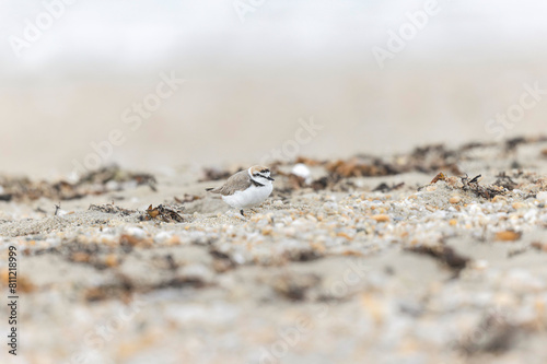 Kentish Plover Anarhynchus alexandrinus on a beach in Brittany photo