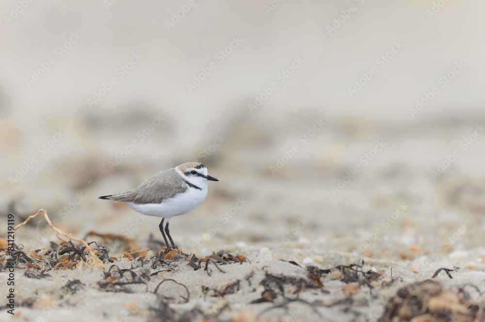 Kentish Plover Anarhynchus alexandrinus on a beach in Brittany Kentish Plover Anarhynchus alexandrinus on a beach in Brittany