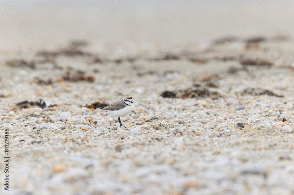 Kentish Plover Anarhynchus alexandrinus on a beach in Brittany Kentish Plover Anarhynchus alexandrinus on a beach in Brittany