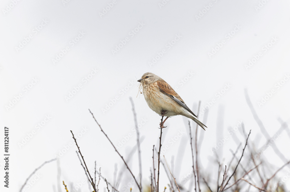 Common Linnet Linaria cannabina sitting or perching Common Linnet Linaria cannabina sitting or perching