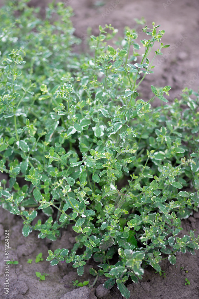 Pineapple mint bush with ornamental variegated green and white leaves in the garden, aromatic fresh organic mint outdoors. Mentha suaveolens Variegata. Pineapple mint bush with ornamental variegated green and white leaves in the garden, aromatic fresh organic mint outdoors. Mentha suaveolens Variegata.