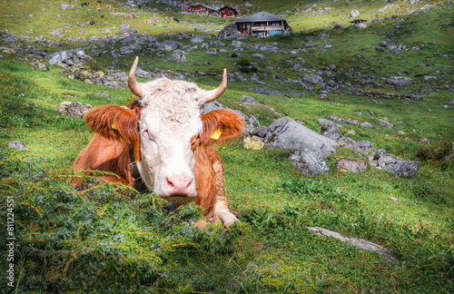 Swiss cow basks in the sun on a hillside