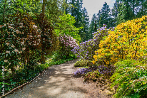 Federal Way Rhododendrons