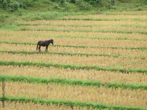 A majestic black horse stands proudly in the middle of a lush green rice field. The horse's sleek coat gleams in the sunlight, and its powerful muscles ripple beneath its skin. 