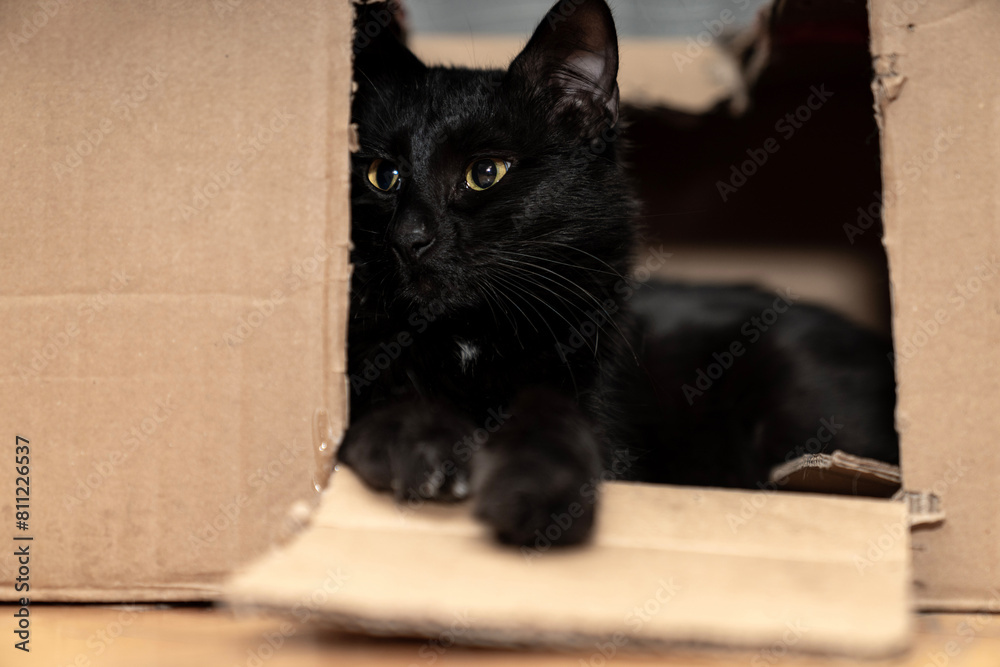 Cute black cat sitting, hiding, playing in cardboard box, domestic cat in the cardboard box. paper box. cat curiously looks out. Pets friendly and care concept. Cute black cat sitting, hiding, playing in cardboard box, domestic cat in the cardboard box. paper box. cat curiously looks out. Pets friendly and care concept.