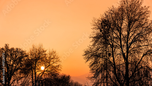 Sunset view through tree branches with copy space