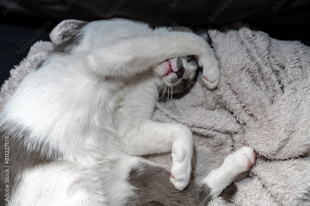 Fototapeta premium Cute gray white cat under beige blanket. Pet warms under a blanket in cold winter weather. a gray and white cat sleeping under a blanket. Pets friendly and care concept. domestic cat on bed