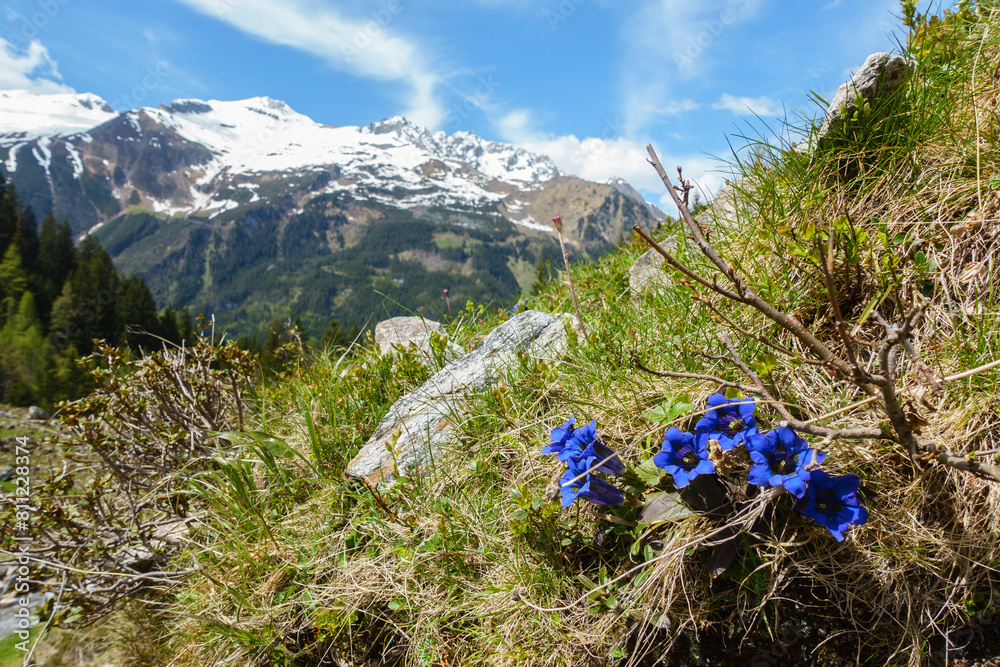 Frühlingsblumen blauer Enzian im Gebirge