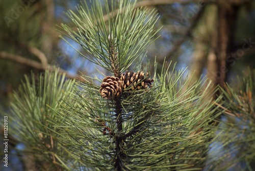 close up of pine cones