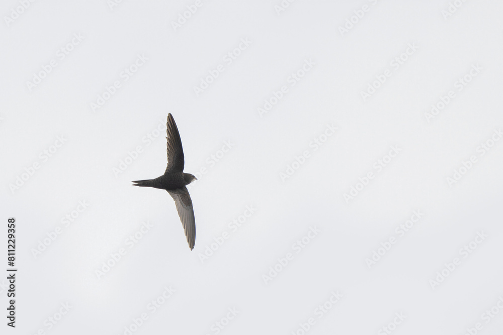 Obraz premium common swift Apus apus in flight 