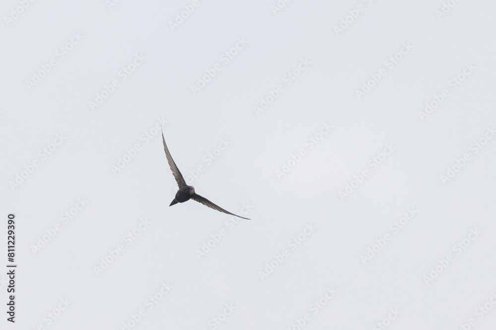 Fototapeta premium common swift Apus apus in flight 