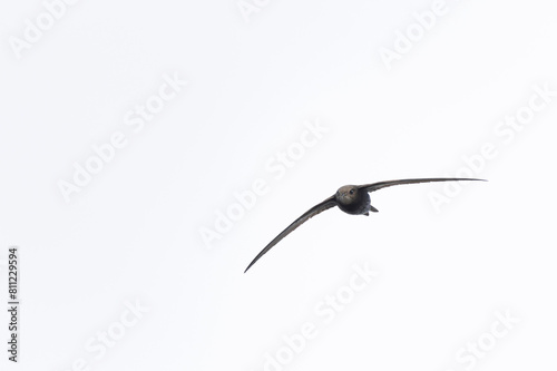 common swift Apus apus in flight 