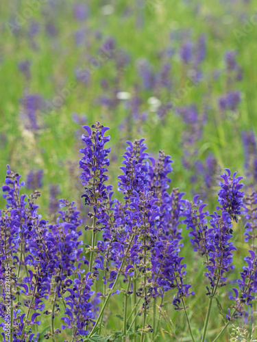 Foto einer Wiese mit blühendem Wiesensalbei (Salvia pratensis).