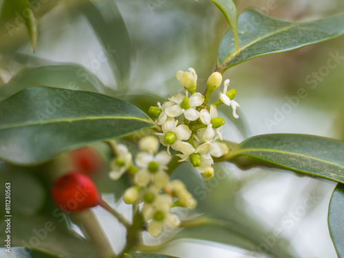 Nahaufnahme der weißen Blüten an einem kleinen Zweig einer weiblichen Stechpalme (Ilex aquifolium).