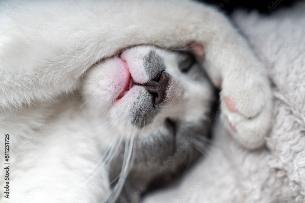 Obraz premium Cute gray white cat under beige blanket. Pet warms under a blanket in cold winter weather. a gray and white cat sleeping under a blanket. Pets friendly and care concept. domestic cat on bed