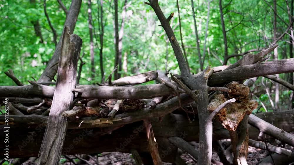 Background with fallen old rotting tree trunks close-up. The texture of tree bark and roots create an atmosphere of desolation and despondency Background with fallen old rotting tree trunks close-up. The texture of tree bark and roots create an atmosphere of desolation and despondency