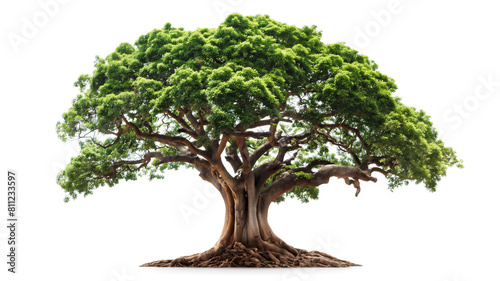 Majestic tree with a thick trunk and lush green canopy, roots spreading out, isolated on white background.