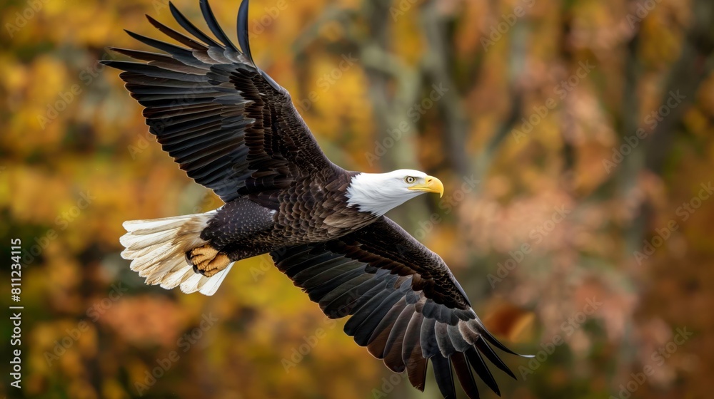 Obraz premium A mighty bald eagle flying through the sky