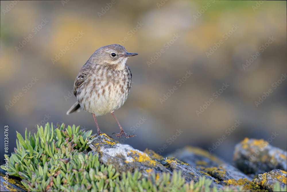 Fototapeta premium European Rock Pipit Anthus petrosus sitting and feeding on Brittany Coast